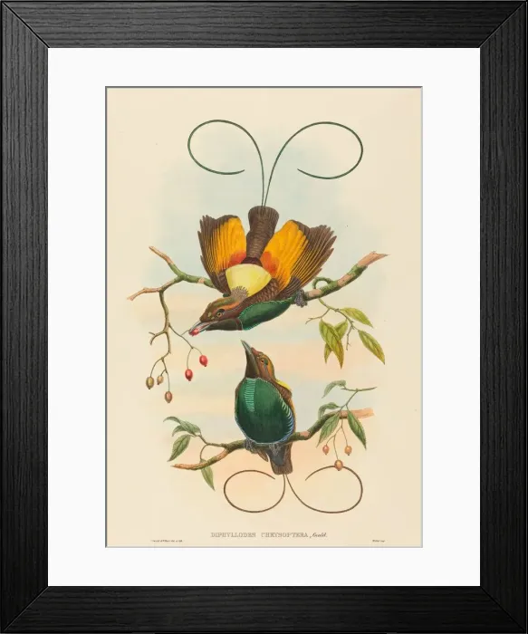 Framed Print : Diphyllodes chrysoptera (Magnificent Bird of Paradise). Creators: John Gould Framed Print : Diphyllodes chrysoptera (Magnificent Bird of Paradise). Creators: John Gould