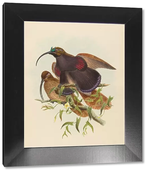 Drepanornis albertisi (Black-billed Sicklebill Bird of Paradise)