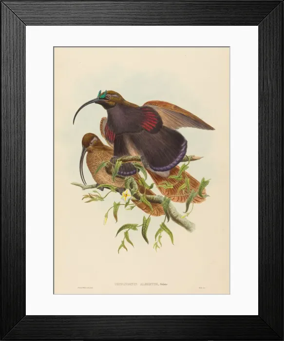 Framed Print : Drepanornis albertisi (Black-billed Sicklebill Bird of Paradise) Framed Print : Drepanornis albertisi (Black-billed Sicklebill Bird of Paradise)