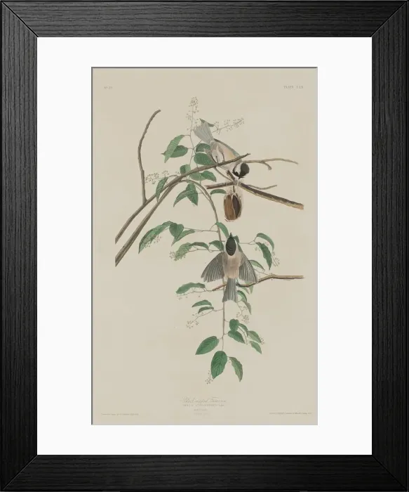 Framed Print : Black-capped Titmouse, 1833. Creator: Robert Havell Framed Print : Black-capped Titmouse, 1833. Creator: Robert Havell
