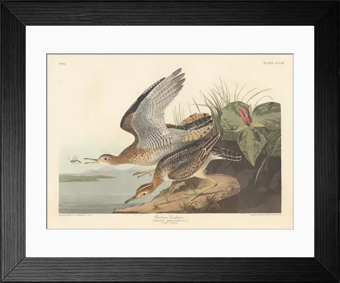 Framed Print : Bartram Sandpiper, 1836. Creator: Robert Havell Framed Print : Bartram Sandpiper, 1836. Creator: Robert Havell