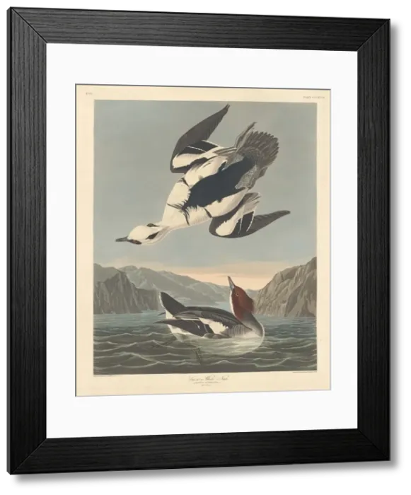 Framed Print : Smew or White Nun, 1836. Creator: Robert Havell Framed Print : Smew or White Nun, 1836. Creator: Robert Havell