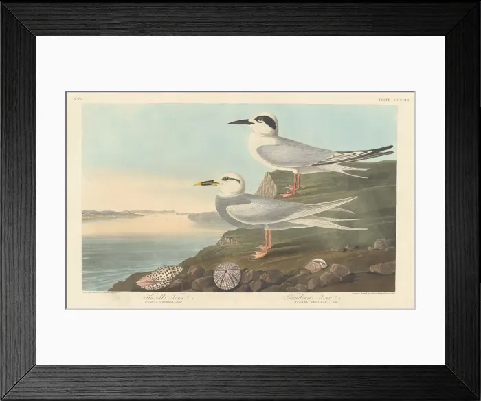 Framed Print : Havells Tern and Trudeaus Tern, 1838. Creator: Robert Havell Framed Print : Havells Tern and Trudeaus Tern, 1838. Creator: Robert Havell