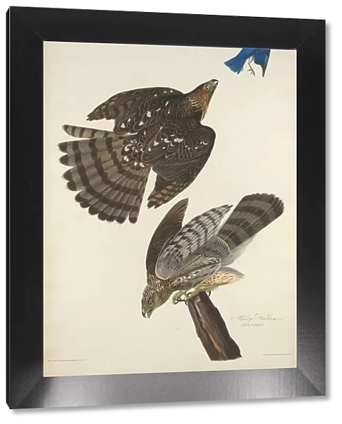 Stanley Hawk, 1828. Creator: Robert Havell