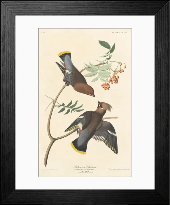 Framed Print : Bohemian Chatterer, 1837. Creator: Robert Havell Framed Print : Bohemian Chatterer, 1837. Creator: Robert Havell
