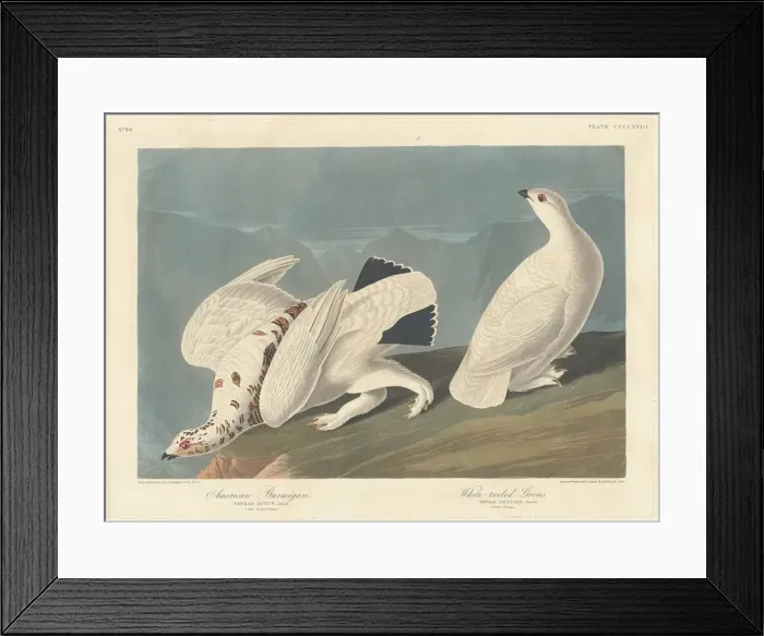 Framed Print : American Ptarmigan and White-tailed Grous, 1838. Creator: Robert Havell Framed Print : American Ptarmigan and White-tailed Grous, 1838. Creator: Robert Havell