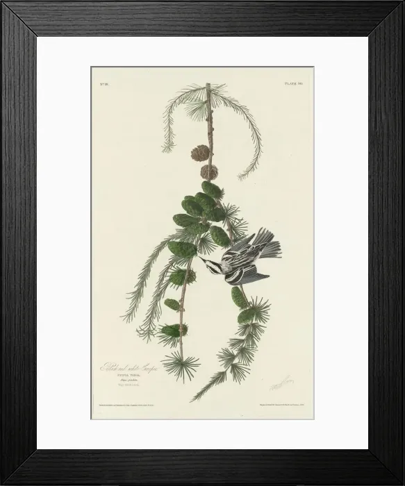 Framed Print : Black and White Creeper, 1830. Creator: Robert Havell Framed Print : Black and White Creeper, 1830. Creator: Robert Havell