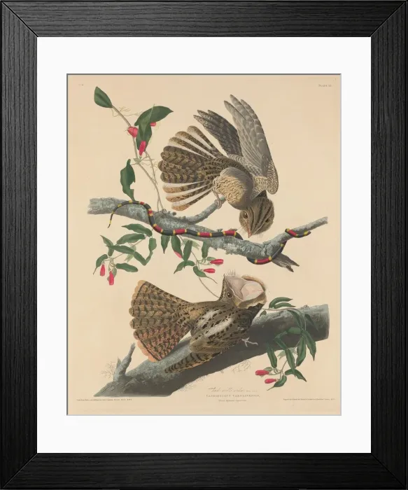 Framed Print : Chuck Wills Widow, 1829. Creator: Robert Havell Framed Print : Chuck Wills Widow, 1829. Creator: Robert Havell