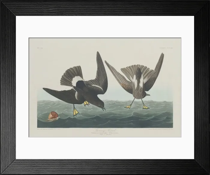 Framed Print : Stormy Petrel, 1835. Creator: Robert Havell Framed Print : Stormy Petrel, 1835. Creator: Robert Havell