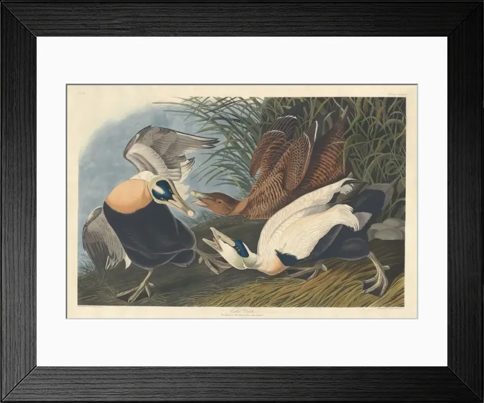 Framed Print : Eider Duck, 1835. Creator: Robert Havell Framed Print : Eider Duck, 1835. Creator: Robert Havell