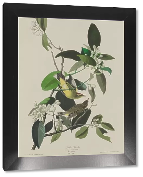 Palm Warbler, 1833. Creator: Robert Havell