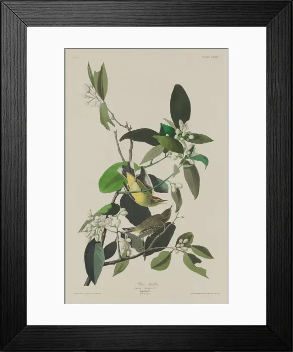 Framed Print : Palm Warbler, 1833. Creator: Robert Havell