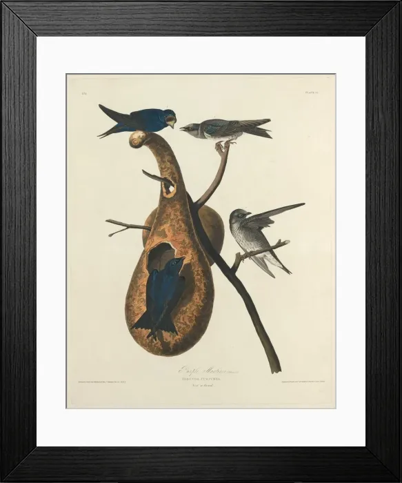 Framed Print : Purple Martin, 1827. Creator: Robert Havell Framed Print : Purple Martin, 1827. Creator: Robert Havell