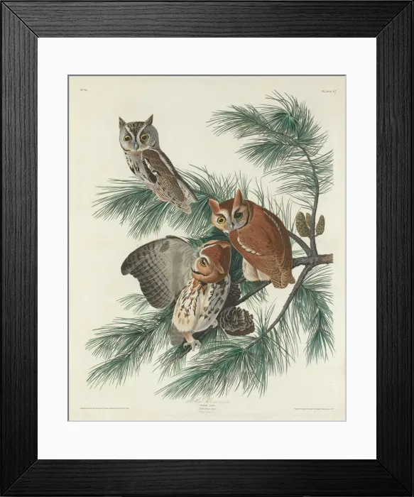 Framed Print : Mottled Owl, 1830. Creator: Robert Havell Framed Print : Mottled Owl, 1830. Creator: Robert Havell