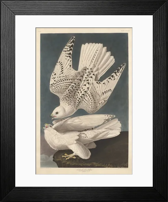 Framed Print : Iceland or Jer Falcon, 1837. Creator: Robert Havell Framed Print : Iceland or Jer Falcon, 1837. Creator: Robert Havell