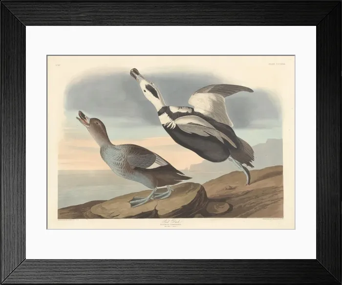 Framed Print : Pied Duck, 1836. Creator: Robert Havell Framed Print : Pied Duck, 1836. Creator: Robert Havell