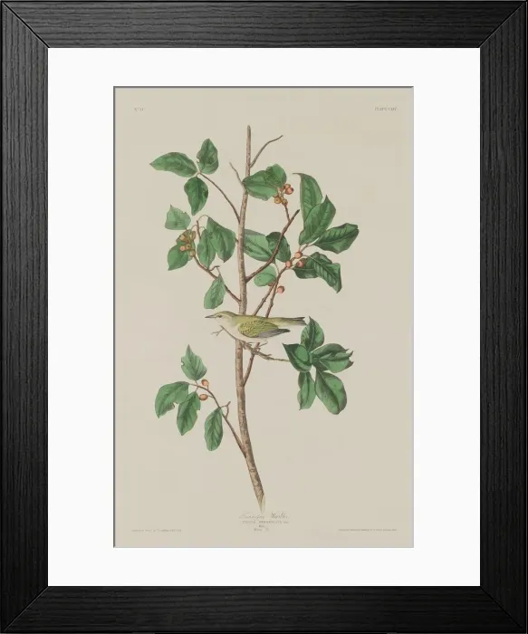 Framed Print : Tennessee Warbler, 1832. Creator: Robert Havell Framed Print : Tennessee Warbler, 1832. Creator: Robert Havell