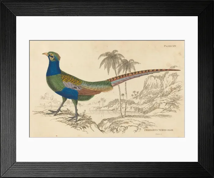 Framed Print : Phasianus Versicolor. Creator: William Home Lizars Framed Print : Phasianus Versicolor. Creator: William Home Lizars