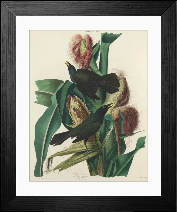 Framed Print : Purple Grackle, 1827. Creator: William Home Lizars Framed Print : Purple Grackle, 1827. Creator: William Home Lizars