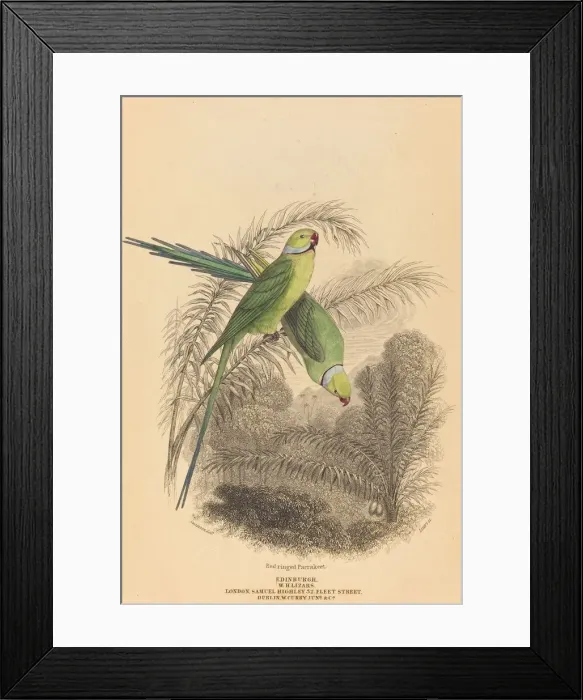 Framed Print : Red Ringed Parrakeet. Creator: William Home Lizars Framed Print : Red Ringed Parrakeet. Creator: William Home Lizars