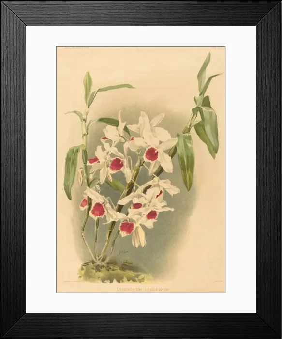 Framed Print : Dendrobium Leechianum. Creator: Joseph Mansell Framed Print : Dendrobium Leechianum. Creator: Joseph Mansell