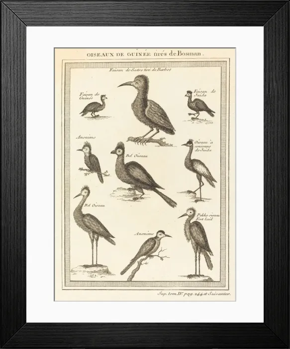 Framed Print : Oiseaux de Guinee tires de Bosman. Creator: Unknown Framed Print : Oiseaux de Guinee tires de Bosman. Creator: Unknown