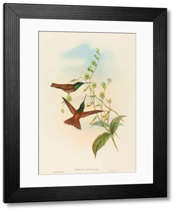 Framed Print : Diphogena aurora (Goulds Rainbow). Creators: John Gould, Henry Constantine Richter