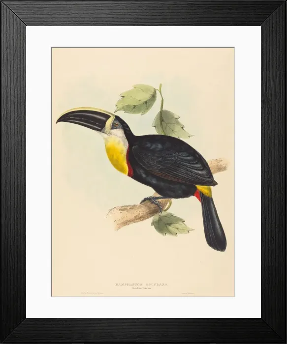 Framed Print : Osculant Toucan (Ramphastos osculans). Creators: John Gould, Elizabeth Gould