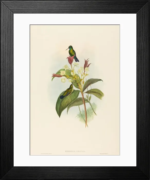 Framed Print : Eucephala caerulea (Blue-chinned Sapphire). Creators: John Gould Framed Print : Eucephala caerulea (Blue-chinned Sapphire). Creators: John Gould