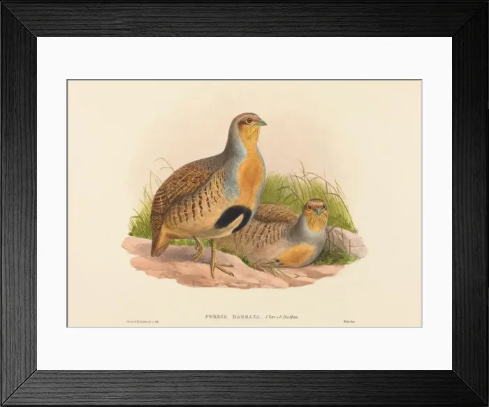 Framed Print : Perdix barbata (Daurian Partridge). Creators: John Gould, Henry Constantine Richter Framed Print : Perdix barbata (Daurian Partridge). Creators: John Gould, Henry Constantine Richter