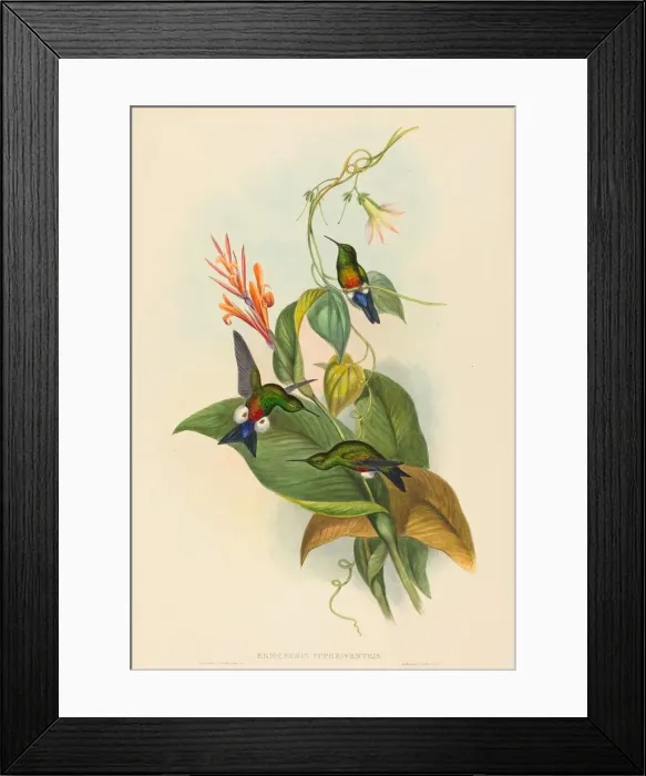 Framed Print : Eriocnemis cupreiventris (Coppery-vented Puff-Leg). Creators: John Gould Framed Print : Eriocnemis cupreiventris (Coppery-vented Puff-Leg). Creators: John Gould