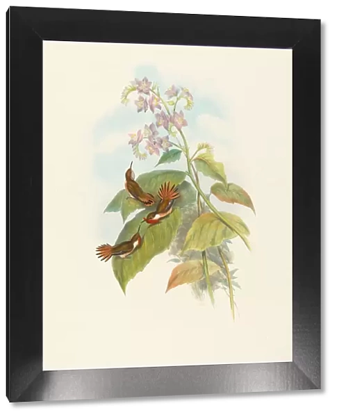 Selashorus scintilla (Scintillant Hummingbird). Creators: John Gould