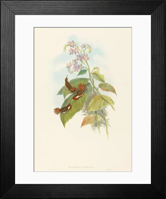 Framed Print : Selashorus scintilla (Scintillant Hummingbird). Creators: John Gould Framed Print : Selashorus scintilla (Scintillant Hummingbird). Creators: John Gould