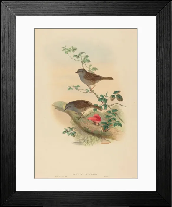 Framed Print : Accentor modularis (Dunnock). Creators: John Gould, Henry Constantine Richter Framed Print : Accentor modularis (Dunnock). Creators: John Gould, Henry Constantine Richter