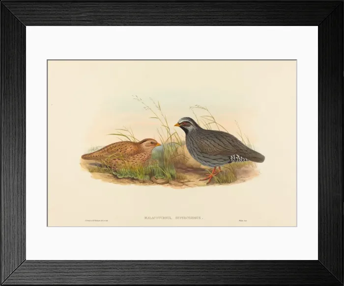Framed Print : Malacoturnix superciliosus (Mountain Quail). Creators: John Gould Framed Print : Malacoturnix superciliosus (Mountain Quail). Creators: John Gould