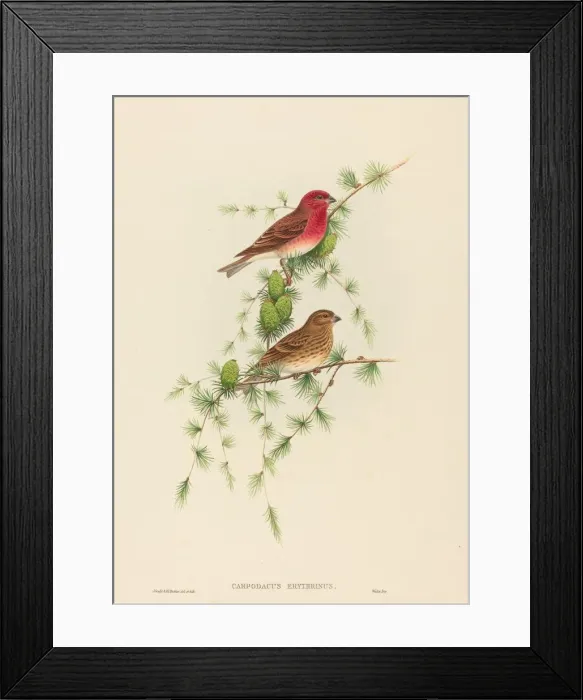 Framed Print : Carpodacus erythrinus (Common Rose Finch). Creators: John Gould Framed Print : Carpodacus erythrinus (Common Rose Finch). Creators: John Gould