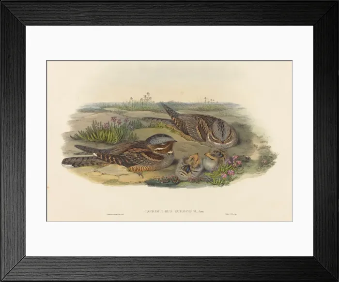 Framed Print : Caprimulgus europaeus (Nightjar). Creators: John Gould, Henry Constantine Richter Framed Print : Caprimulgus europaeus (Nightjar). Creators: John Gould, Henry Constantine Richter