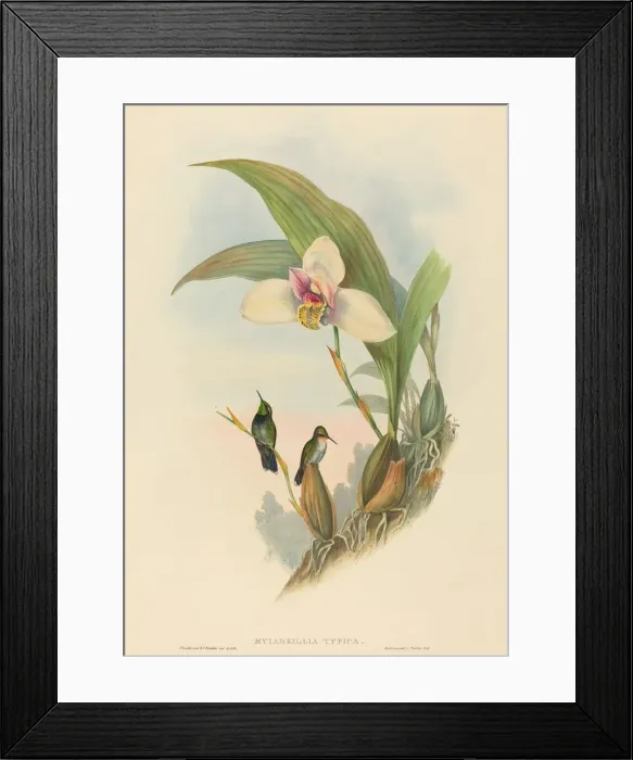 Framed Print : Myiabeillia typica (Abeilles Hummingbird). Creators: John Gould Framed Print : Myiabeillia typica (Abeilles Hummingbird). Creators: John Gould