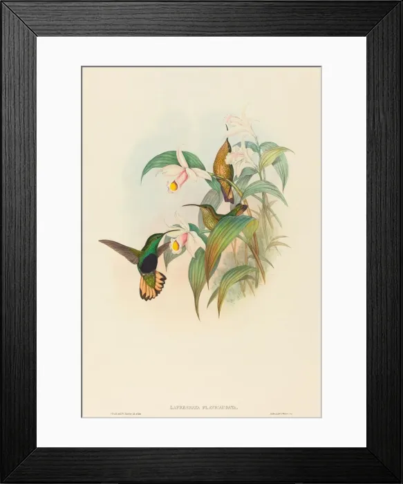 Framed Print : Lafresnaya flavicaudata (Buff-tailed Velvet-breast). Creators: John Gould Framed Print : Lafresnaya flavicaudata (Buff-tailed Velvet-breast). Creators: John Gould
