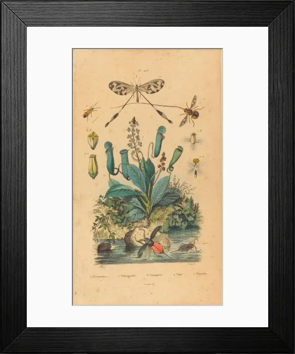 Framed Print : Insects and Flowers, published 1837. Creator: Unknown Framed Print : Insects and Flowers, published 1837. Creator: Unknown