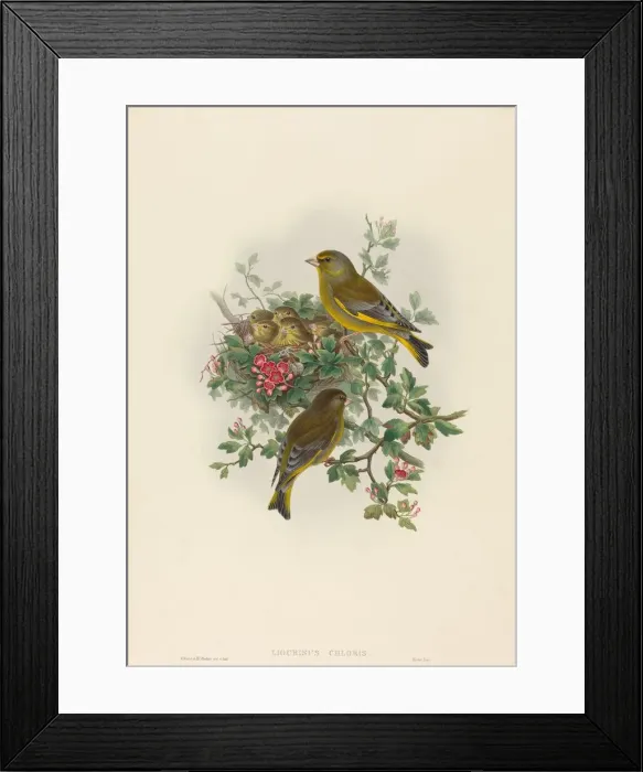 Framed Print : Ligurinus chloris (Greenfinch). Creators: John Gould, Henry Constantine Richter Framed Print : Ligurinus chloris (Greenfinch). Creators: John Gould, Henry Constantine Richter