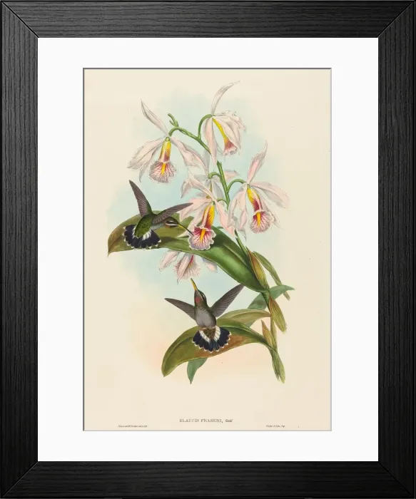 Framed Print : Glaucis fraseri (Frasers Barbed-throat). Creators: John Gould, Henry Constantine Richter Framed Print : Glaucis fraseri (Frasers Barbed-throat). Creators: John Gould, Henry Constantine Richter