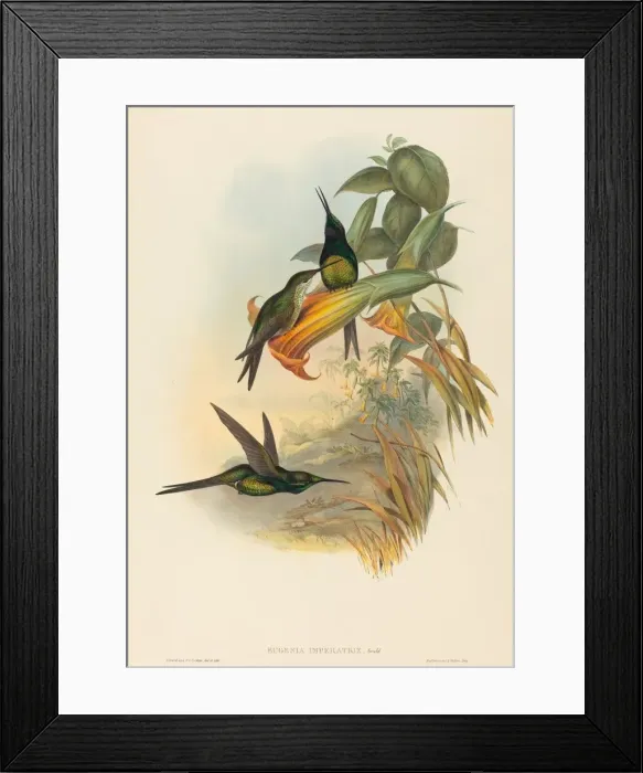 Framed Print : Eugenia imperatrix (Empress Hummingbird). Creators: John Gould, Henry Constantine Richter Framed Print : Eugenia imperatrix (Empress Hummingbird). Creators: John Gould, Henry Constantine Richter