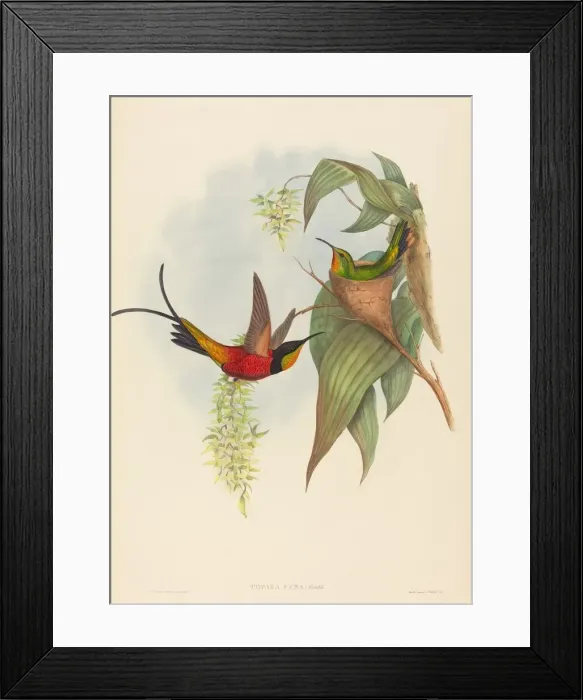 Framed Print : Topaza pyra (Fairy Topaz). Creators: John Gould, Henry Constantine Richter Framed Print : Topaza pyra (Fairy Topaz). Creators: John Gould, Henry Constantine Richter