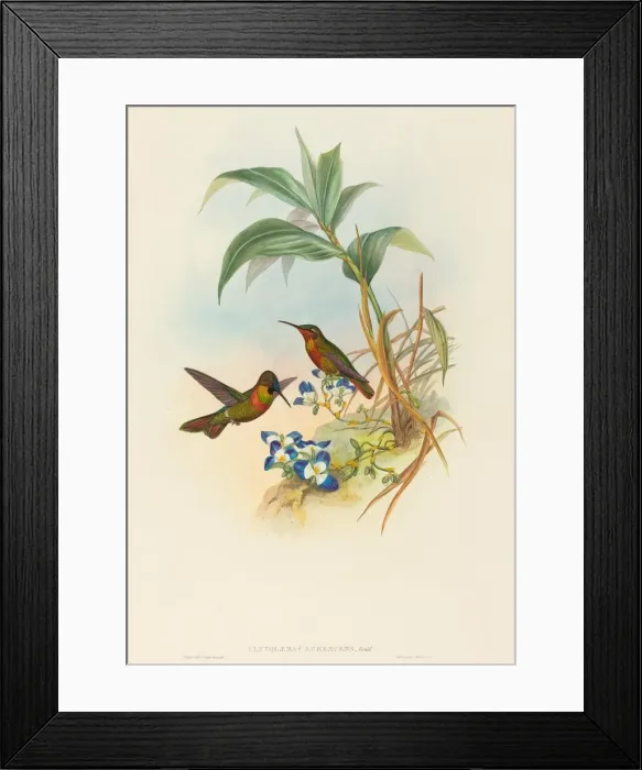 Framed Print : Clytolaema aurescens (Banded Ruby or Goulds Ruby). Creators: John Gould Framed Print : Clytolaema aurescens (Banded Ruby or Goulds Ruby). Creators: John Gould