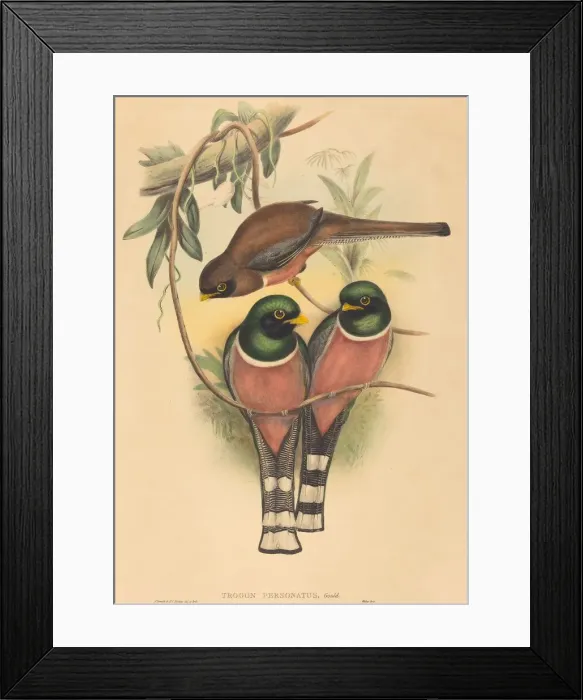Framed Print : Trogan personatus, probably 1836 / 1838. Creators: John Gould, Henry Constantine Richter Framed Print : Trogan personatus, probably 1836 / 1838. Creators: John Gould, Henry Constantine Richter