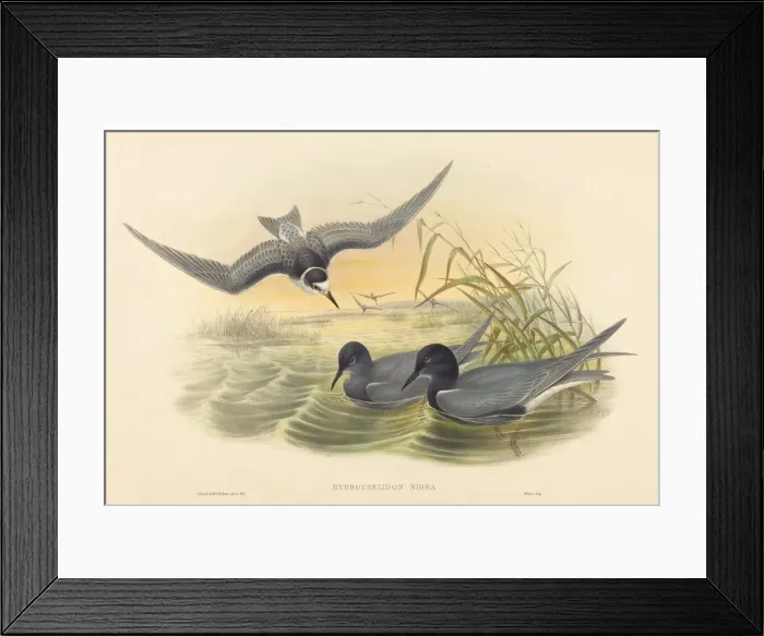 Framed Print : Hydrochelidon nigra. Creators: John Gould, Henry Constantine Richter Framed Print : Hydrochelidon nigra. Creators: John Gould, Henry Constantine Richter
