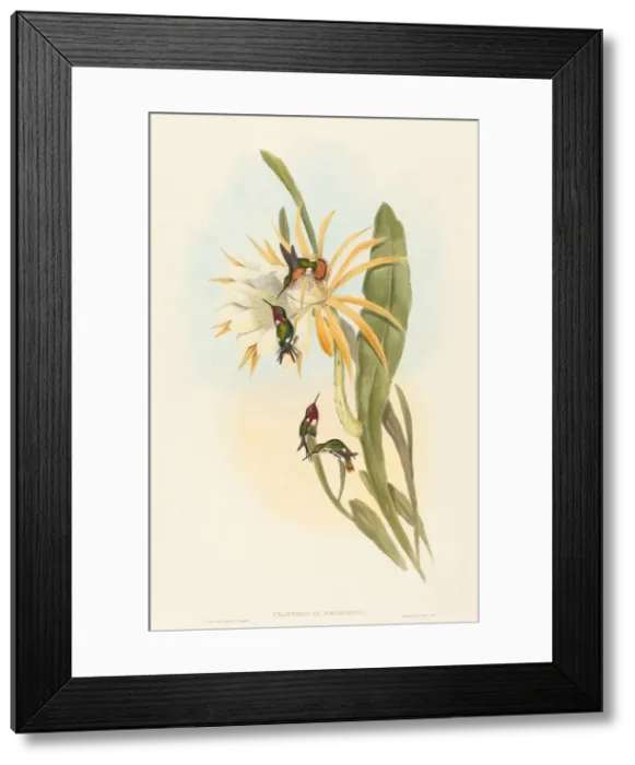 Framed Print : Calothorax heliodori. Creators: John Gould, Henry Constantine Richter Framed Print : Calothorax heliodori. Creators: John Gould, Henry Constantine Richter