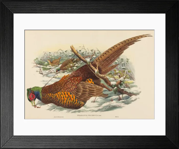Framed Print : Phasianus colchicus (Ring-necked Pheasant). Creators: John Gould, William Matthew Hart