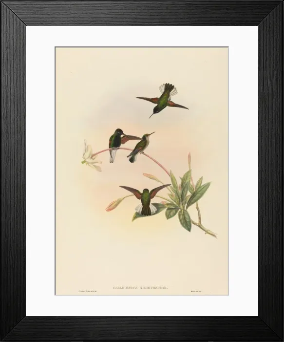Framed Print : Callipharus nigriventris (Black-bellied Hummingbird). Creators: John Gould Framed Print : Callipharus nigriventris (Black-bellied Hummingbird). Creators: John Gould